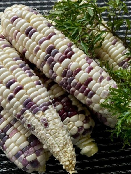 Bắp nếp trắng tím