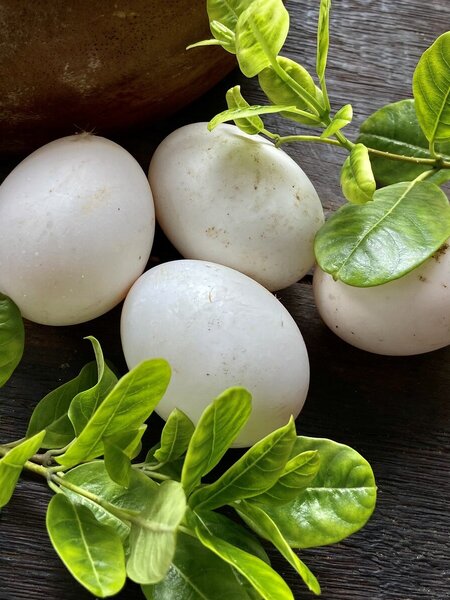 Trứng Vịt cỏ thả đồng - 10 quả