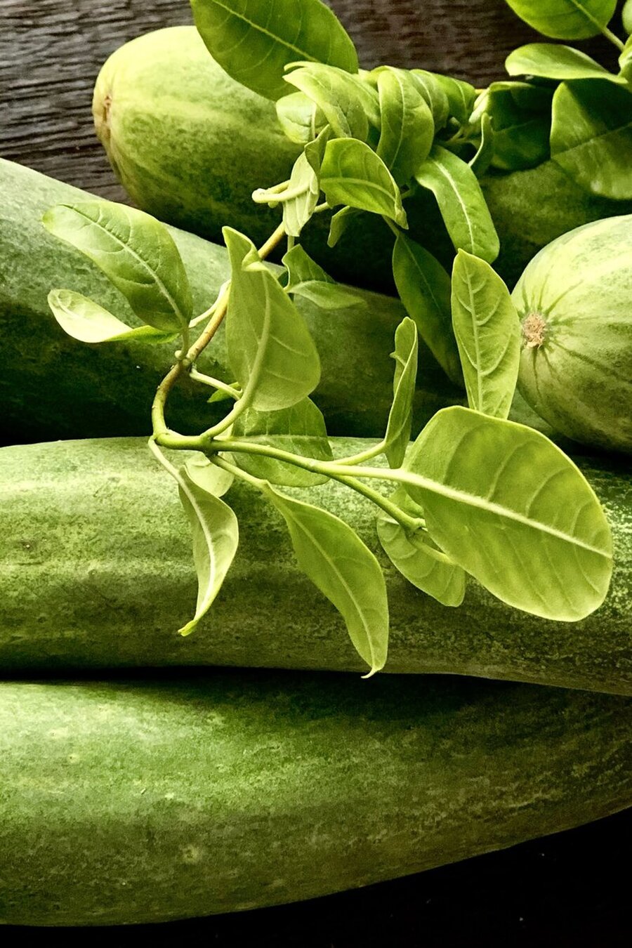 Dưa leo